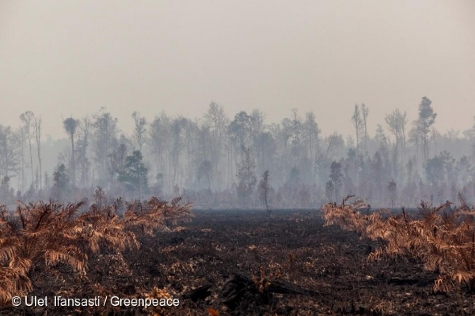 Depuis trois mois, les provinces indonésiennes de Riau (île de Sumatra) et du Kalimantan occidental (île de Bornéo) sont ravagées par d’immenses incendies. Une épaisse fumée s'étend aux pays voisins, en Asie du Sud-Est, et entraîne des infections respiratoires pour des dizaines de milliers de personnes, des fermetures temporaires d'écoles et des perturbations du trafic aérien.