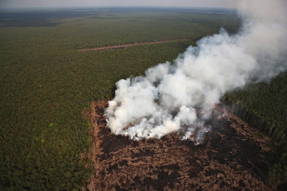 Les forêts jouent un rôle crucial dans la régulation de notre climat. Véritables réservoirs de carbone, elles en stockent plus que tout autre écosystème terrestre derrière les océans. On estime qu’à l’échelle planétaire, les forêts absorbent chaque année 9 milliards de tonnes de CO2 de l’atmosphère, soit près de 20 % des émissions mondiales de gaz à effet de serre. Les conséquences de la déforestation sur le climat sont donc très lourdes.