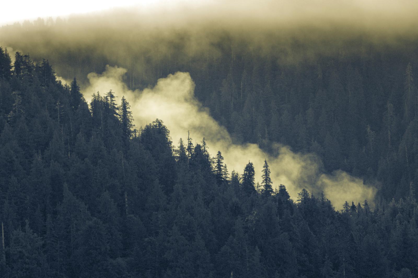 C'est une victoire très importante qui vient d'être remportée pour la protection des forêts au Canada. Le gouvernement de Colombie-Britannique et les autorités d'une vingtaine de communautés autochtones viennent d'adopter un accord pour protéger l'une des plus grandes forêts tempérées du monde : la forêt du Grand Ours. Un précédent qui pourrait s'étendre dans le reste du pays, et qui vient couronner des années de campagne pour Greenpeace.