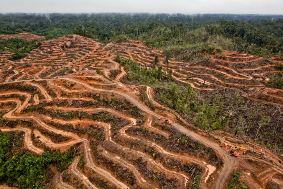 Où en sont les grandes enseignes commerciales avec la déforestation et l’industrie de l’huile de palme en Indonésie ? Nous publions aujourd’hui <a href=