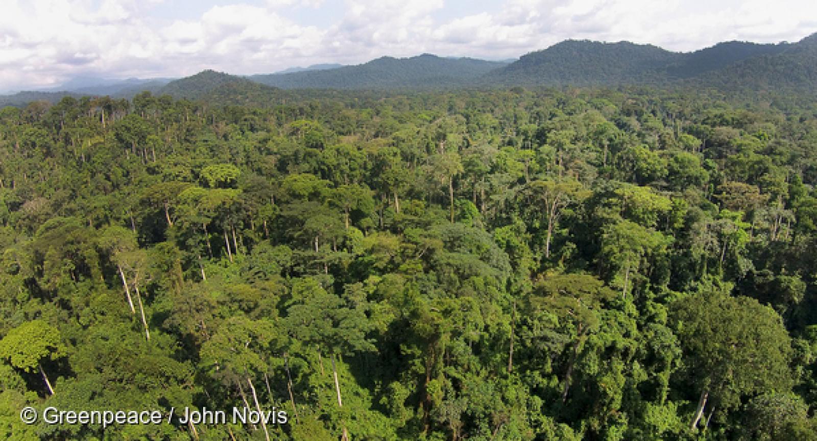 L'autorité administrative chargée de faire appliquer la réglementation sur le bois aux Pays-Bas, la NVWA, a signalé la semaine dernière au Procureur néerlandais le manquement d'une entreprise importatrice de bois à son obligation de « diligence raisonnée ».  Cette procédure fait suite à une enquête de Greenpeace sur différentes entreprises, dont la controversée Compagnie de Commerce et de Transport (CCT), au Cameroun, qui s'approvisionnerait en grumes auprès de fournisseurs impliqués dans le commerce de bois illégal.