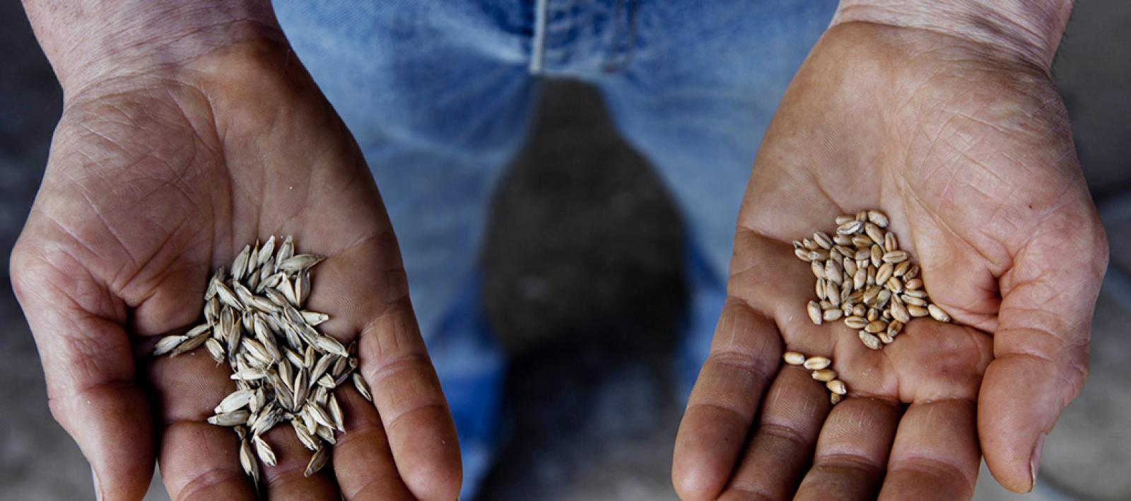 En mai dernier vous avez été nombreux à soutenir le projet des paysans du Lot pour qu'une Maison des semences paysannes voie le jour dans la région. Grâce aux donateurs, plus de 20 000 euros ont été collectés. Cet argent permet de financer un poste à mi-temps occupé depuis le 4 janvier. Rencontre avec Anaïs, animatrice à l'Association régionale de développement de l'emploi agricole et rural (ARDEAR) du Lot. 