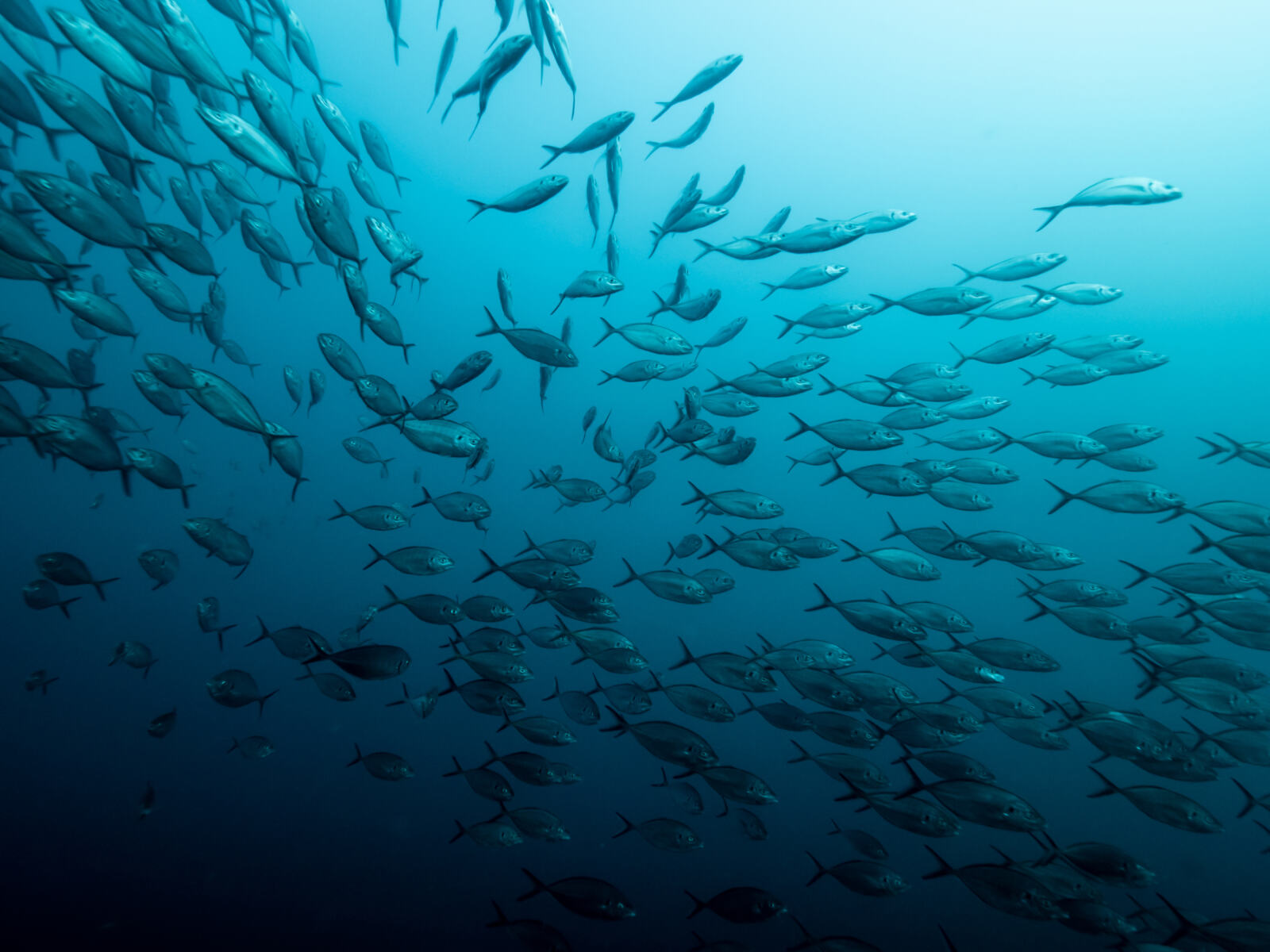 On pourrait croire que la Fondation internationale pour la durabilité des produ