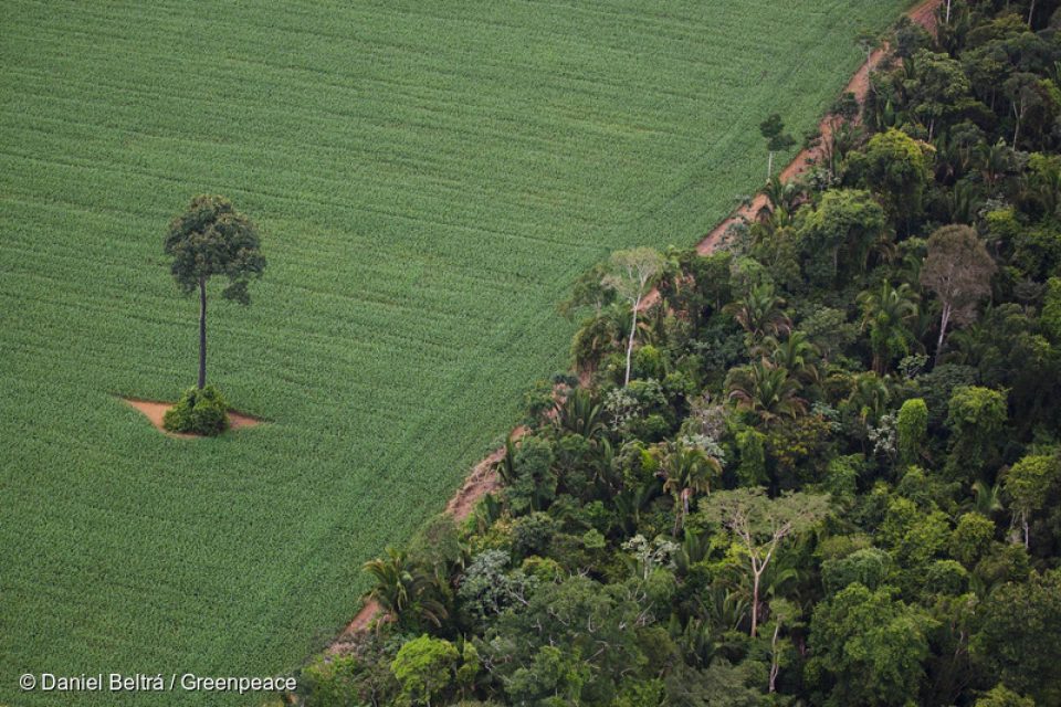 Nous avons fait campagne pendant dix ans, et le résultat est enfin là. Le 9 mai dernier, les principaux négociants de soja, un groupe d’ONG dont Greenpeace et le gouvernement brésilien ont prolongé un accord qui met un terme à la déforestation à grande échelle au profit des plantations de soja dans l’Amazonie brésilienne. C’est une belle victoire !