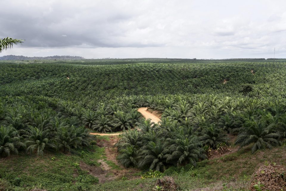 La nouvelle frontière de la déforestation se trouve désormais en Afrique. C’est une économie complexe, reposant sur un dédale de filiales difficile à déchiffrer. Mais parfois, la longue chaîne de capitaux qui menace la forêt remonte jusqu’en France. Exemple avec le groupe Bolloré et la Socfin. <a href=