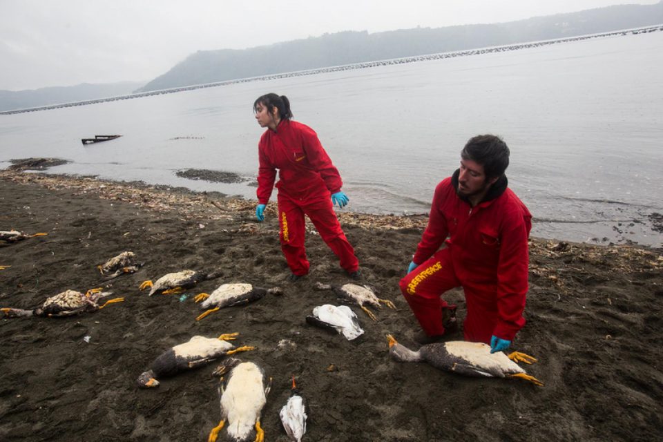 Depuis plus d’un mois, des milliers d’animaux marins s’échouent, morts, sur les plages de l’archipel de Chiloé, au sud du Chili. Plus de 300 km de côtes ont également été touchés par la prolifération d’algues toxiques. Ces événements font suite au rejet en mer de cinq mille tonnes de saumon en décomposition par des centres d’élevage situés à proximité de l’île. En soutien aux pêcheurs et communautés affectés, des chercheurs et militants de Greenpeace se mobilisent pour faire toute la lumière sur les causes de la catastrophe et demander au gouvernement chilien de prendre les mesures qui s’imposent.