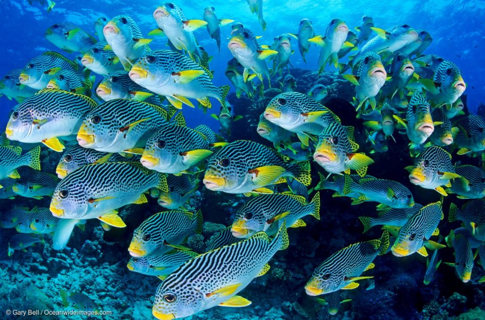 La Grande Barrière de corail, située au nord-est de l’Australie, nous offre des paysages féériques. Mais ce récif corallien, le plus grand organisme vivant de la planète, est à l’agonie: au cours des 30 dernières années, 50 % de ses coraux ont disparu.