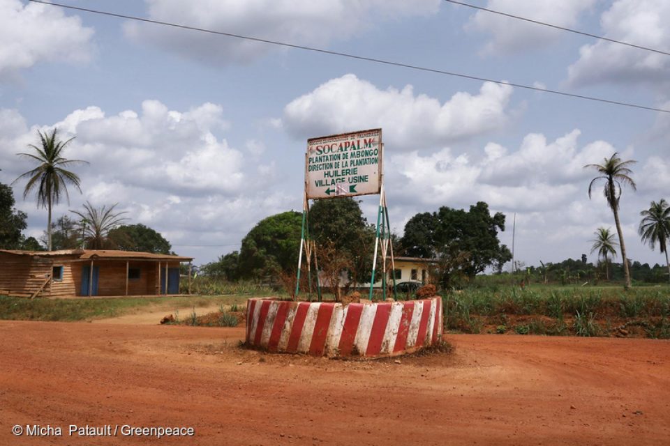 Enfin ! C’est une bonne nouvelle pour la campagne que nous menons pour empêcher la déforestation en Afrique, dans le Bassin du Congo : la Socfin, une société belge qui dispose d'environ 50 000 hectares d’hévéas et 80 000 hectares de palmiers à huile en Afrique vient d’annoncer son intention de s’engager officiellement à lutter contre la déforestation en respectant la<a href=