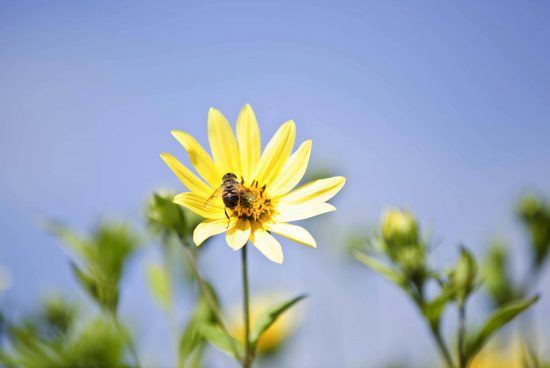 Loi biodiversité : un pas en avant pour les pollinisateurs