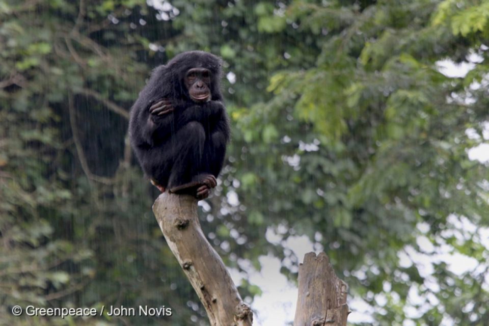 Créée en 1950, la Réserve de faune du Dja a été classée au Patrimoine mondial de l’UNESCO en 1987 pour sa flore et sa faune exceptionnelles. Elle abrite 14 espèces de primates, dont des gorilles des plaines de l’Ouest et des chimpanzés, et s’étend sur les terres ancestrales des pygmées Baka. [Article initialement publié par <a href=