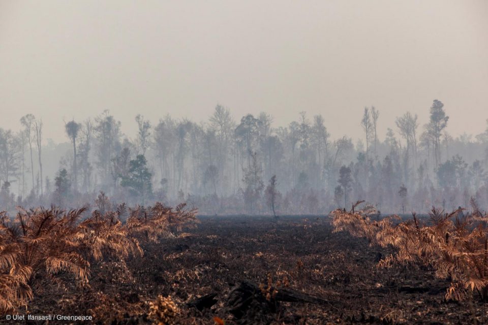 Ces dernières années, des millions d’hectares de forêts et de tourbières ont été détruits pour la culture du palmier à huile, aux dépens de la biodiversité, du climat et des populations locales. D’après une étude publiée ce mois-ci,  plus de 100 000 personnes sont mortes prématurément rien qu’en 2015 en Asie du Sud-Est à cause des fumées toxiques liées à la déforestation. 
Les feux de forêts, un fléau gigantesque.