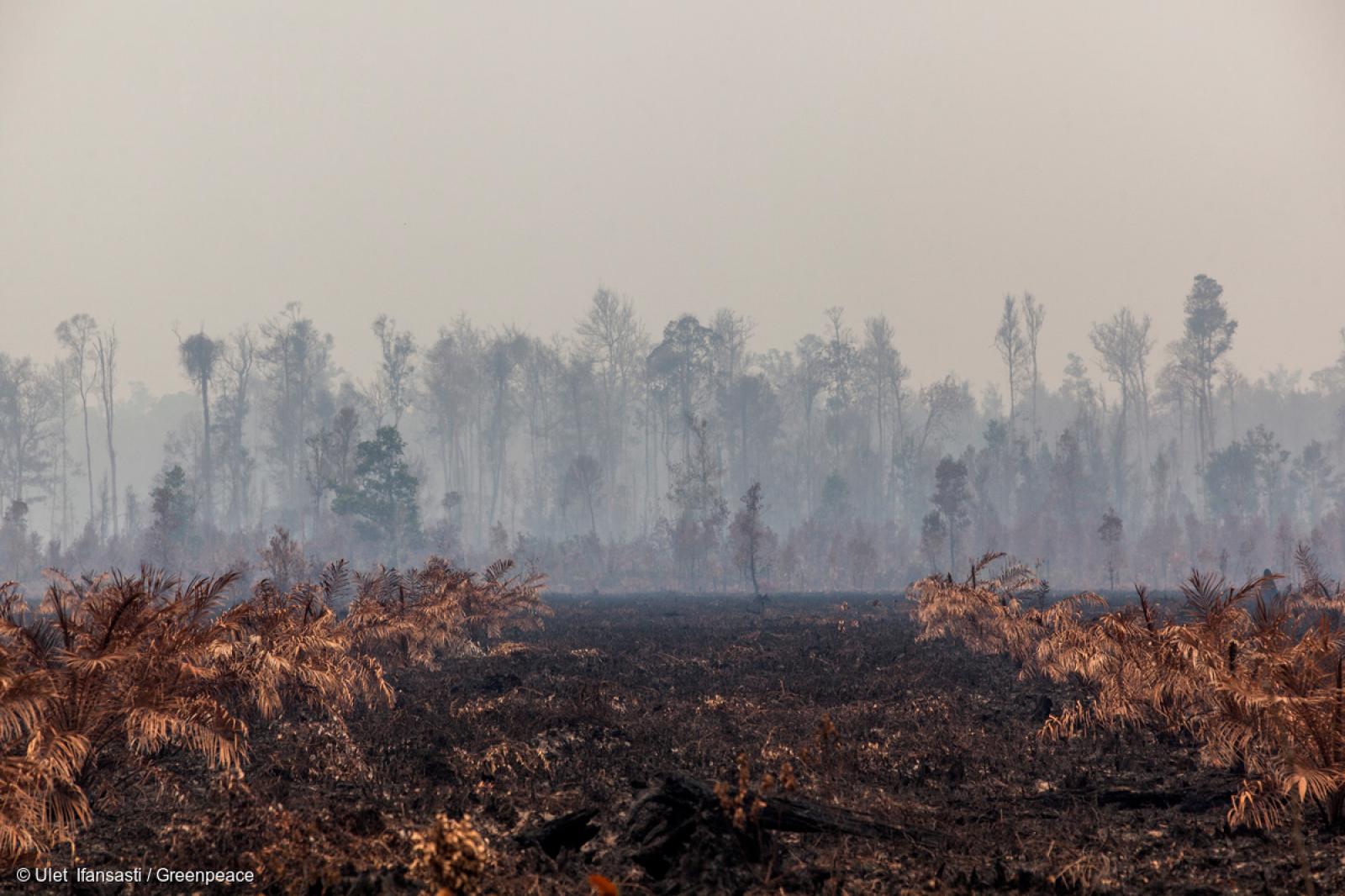 Выжигание лесов
