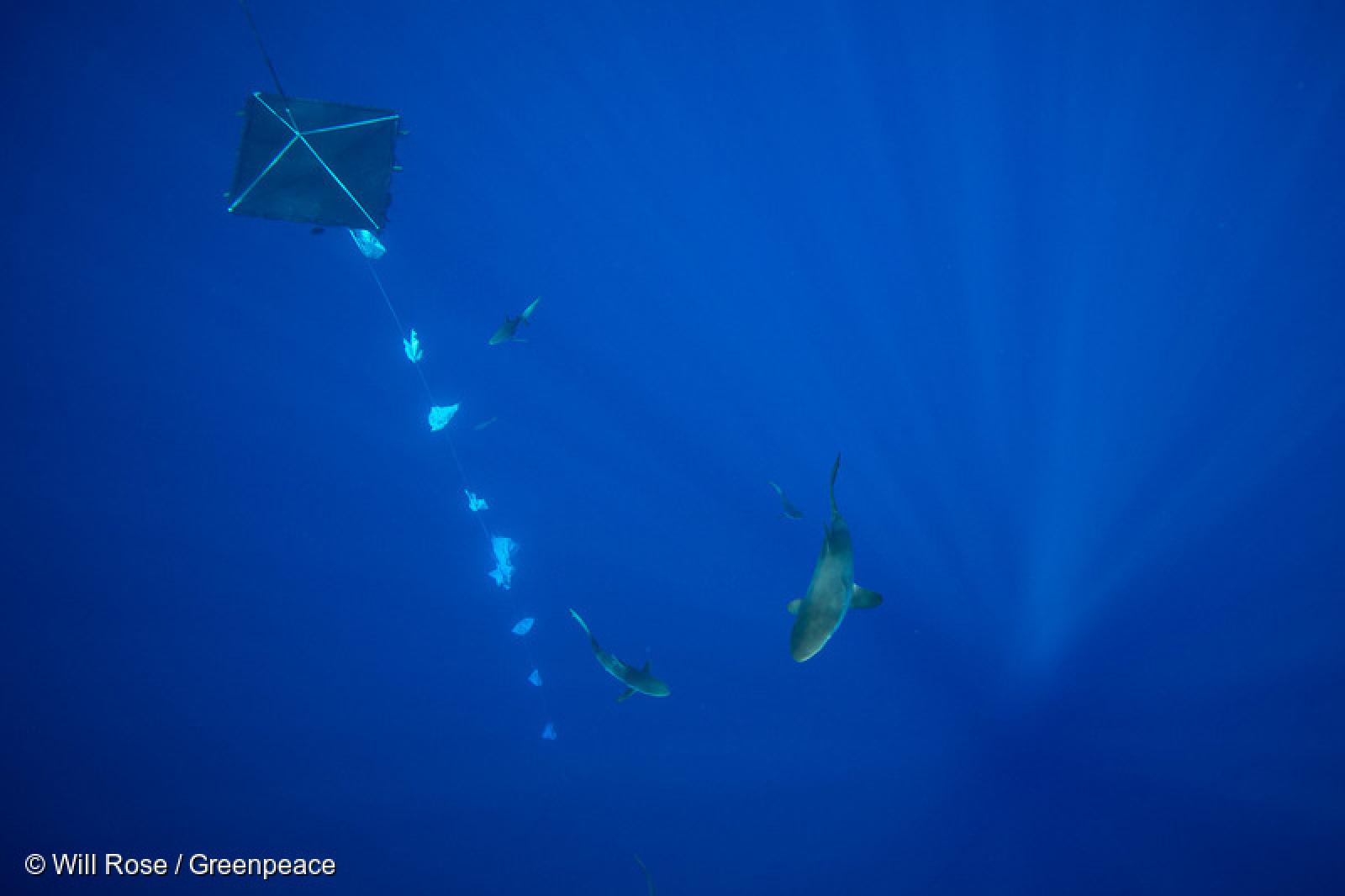 Du 24 septembre au 5 octobre s'est tenue, à Johannesburg, la 17è conférence des parties de la Convention sur le commerce international des espèces de faune et de flore sauvages menacées d'extinction, plus connue par son acronyme CITES.