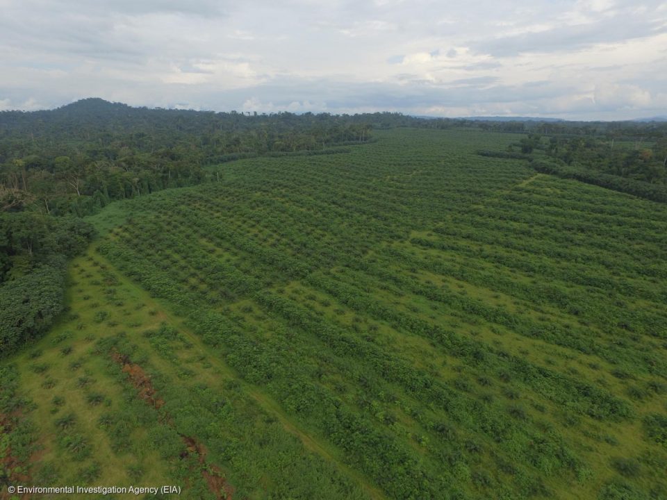 Au Cameroun, une entreprise qui produit de l'huile de palme menace les forêts tropicales. Son bail expire en novembre. Sylvie Djacbou Deugoue
Chargée de campagne forêt pour Greenpeace Afrique, explique pourquoi nous sommes mobilisés aux côtés des paysans locaux contre le renouvellement de la concession.