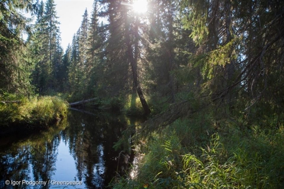 La forêt de Dvinsky fait partie des <a href=