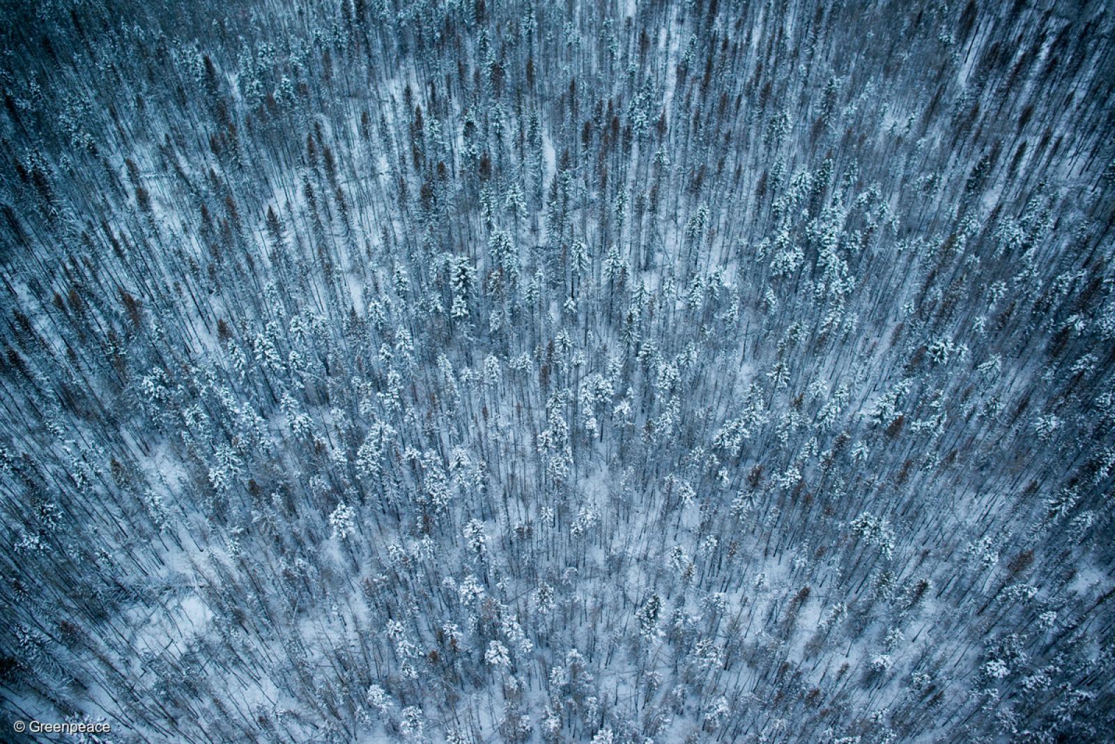 Les forêts du Grand Nord constituent un écosystème forestier unique qui forme une « couronne verte » au sommet de notre planète. Au nom du climat, de la biodiversité et du droit des populations autochtones, nous devons en faire un véritable sanctuaire.