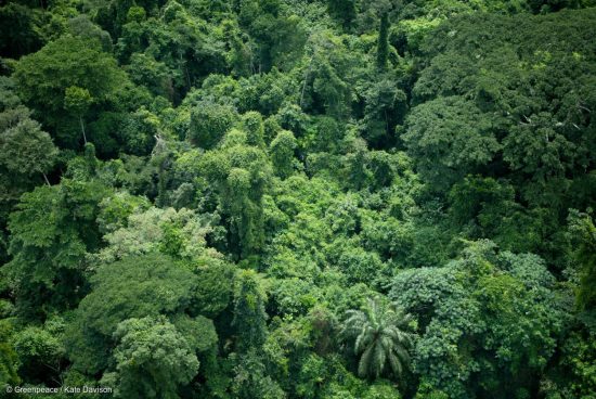 Une victoire pour les forêts africaines : la Socfin s’engage enfin sur le Zéro Déforestation