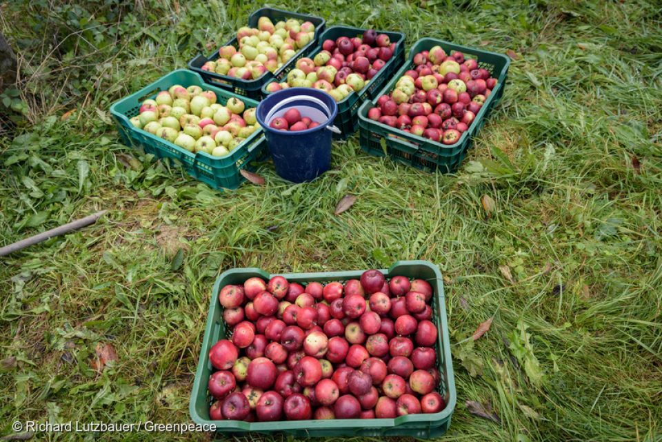 Après des mois de persévérance pour rencontrer les dirigeants de l’enseigne E.Leclerc et mettre le sujet des pesticides sur la table, le numéro un de la grande distribution en France, Michel-Edouard Leclerc a finalement accepté de nous recevoir. Il nous a fait part de sa volonté de s’engager vers une réduction de l’utilisation des pesticides dans la production des fruits et légumes de ses étals.