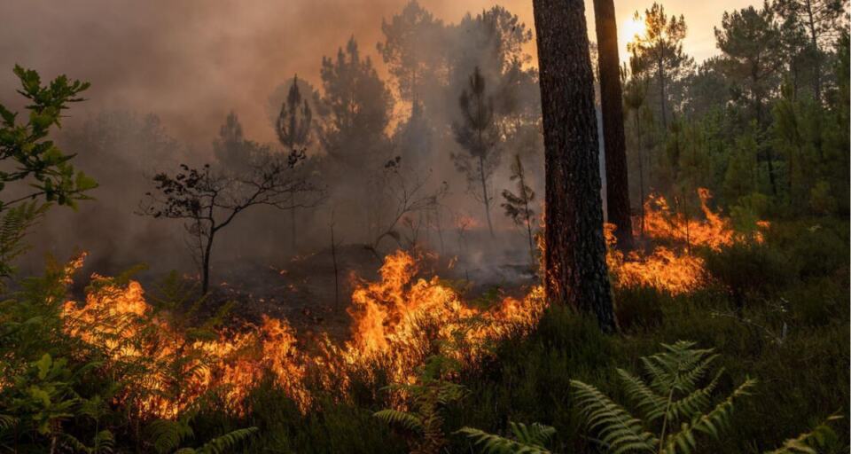 Le Rassemblement national est aux portes du pouvoir, réellement. Est-ce que c’est si grave que ça ? En tant qu’organisation de protection de l’environnement, nous avons essayé de répondre à cette question en nous focalisant sur 8 enjeux environnementaux. Nous avons décortiqué les mesures du programme présenté par Jordan Bardella et analysé les prises de position récentes du parti d’extrême droite à l’Assemblée nationale et au Parlement européen. Le résultat fait froid dans le dos. Entre reculs majeurs sur la protection de l’environnement et des animaux, cadeaux indécents aux industries polluantes et attaques contre les associations, la politique du RN aurait des impacts négatifs concrets sur notre santé et notre quotidien.