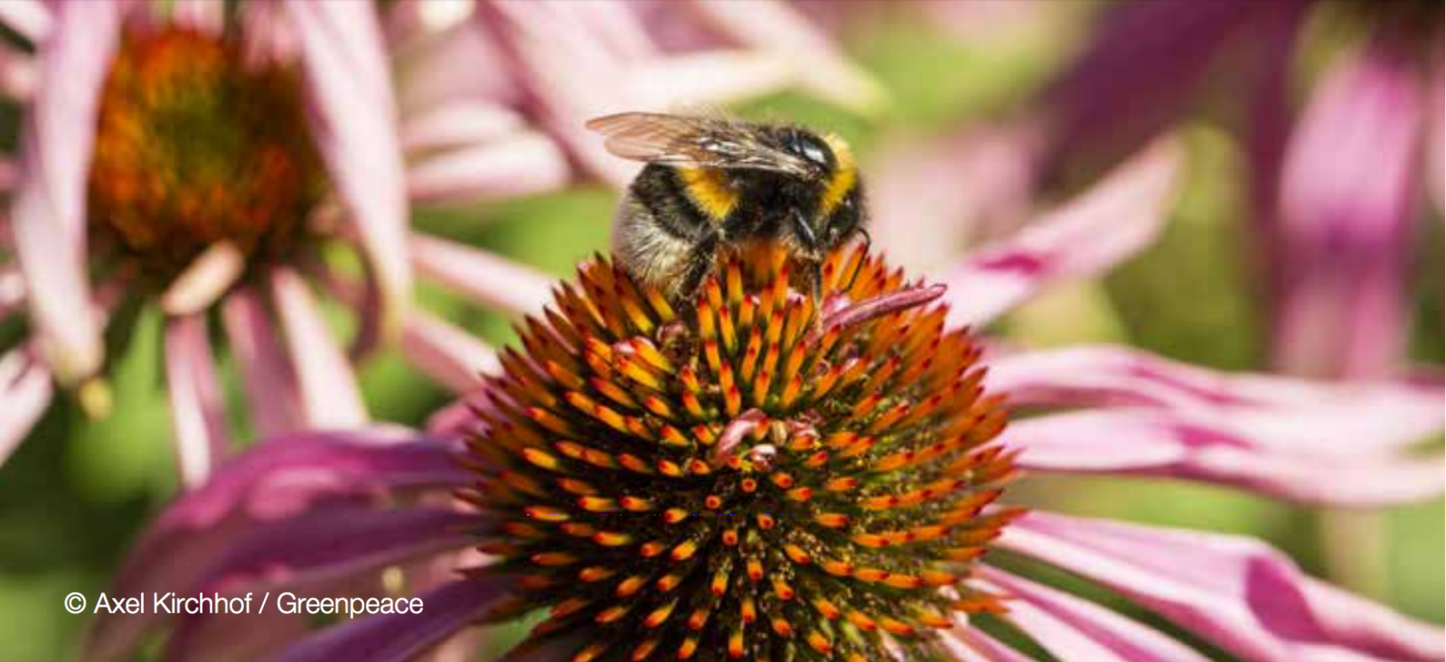 

Greenpeace publie une synthèse des études scientifiques réalisées sur ce