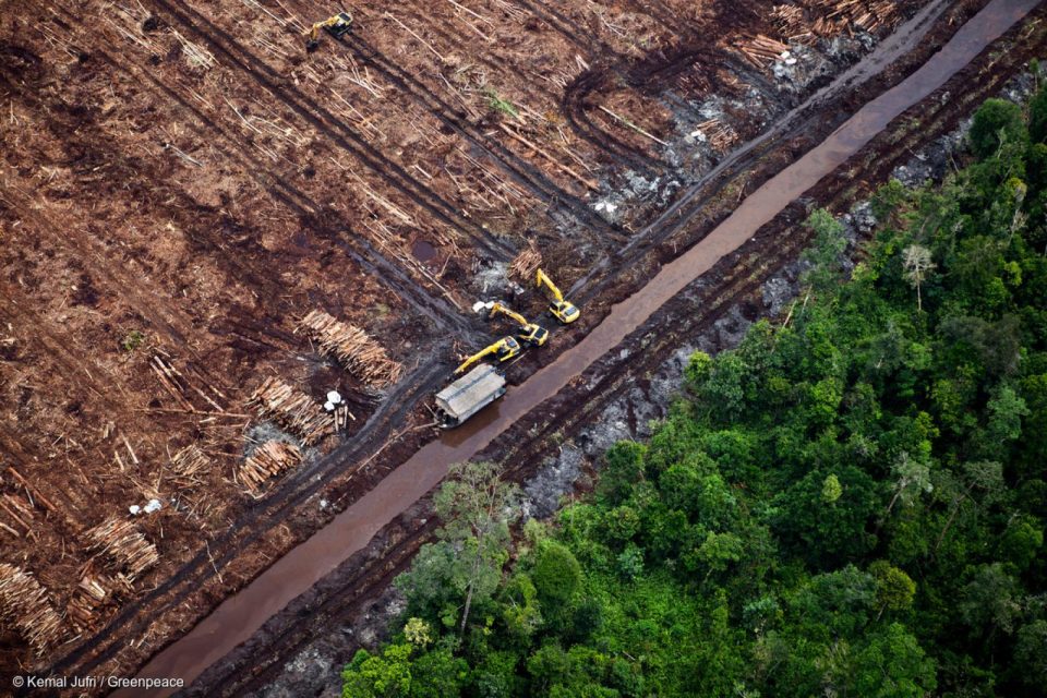 Nous ne pouvons pas nous passer des forêts pour relever le défi climatique. Derrière la protection des forêts, c'est bien la préservation de l'espèce humaine qui est en jeu – d'où l'importance d'atteindre l'objectif Zéro Déforestation.