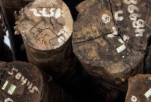 Renforcement de la législation UE contre l’importation de bois illégal