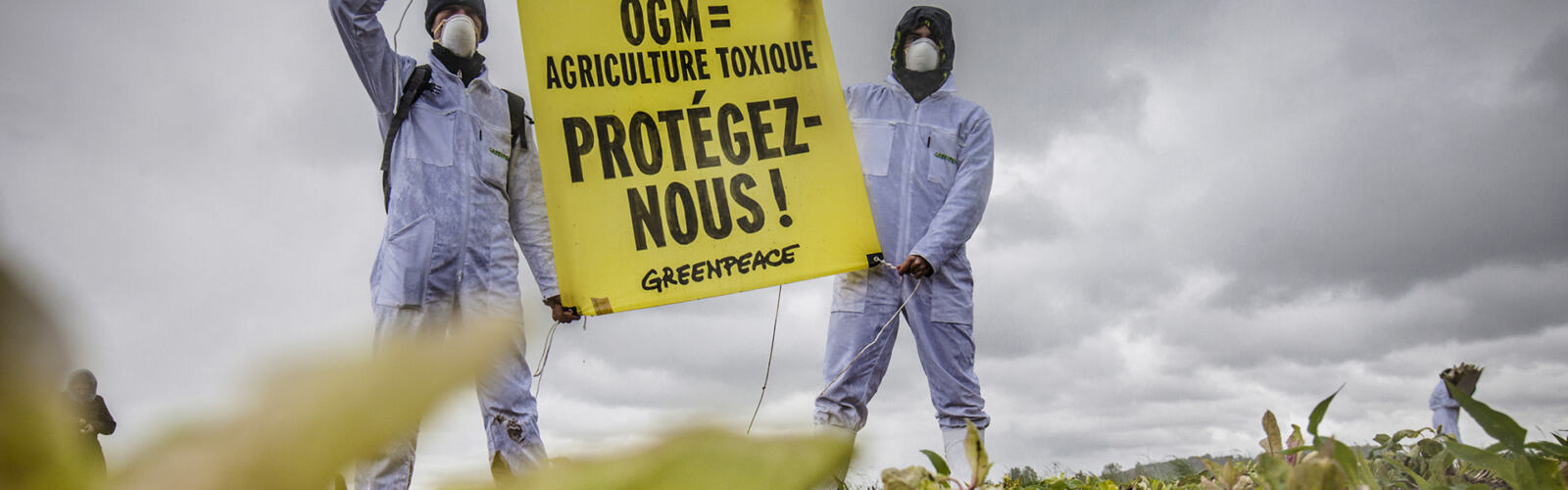 Deux activistes de Greenpeace en combinaison brandissent le slogan OGM = agriculture toxique, protégez nous dans un champ de maïs OGM. En fond, des activistes marquent le champ avec des rubans. - (Crédits photographiques : © Pierre Baelen / Greenpeace) 