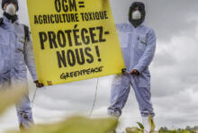 Les OGM bannis par la majorité des pays européens