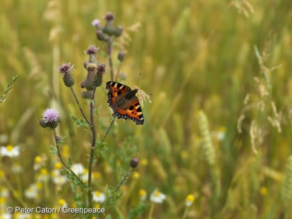 Tout le monde a déjà entendu parler des pesticides néonicotinoïdes et des risques qu’ils présentent pour les abeilles. En tant qu’insectes pollinisateurs, les abeilles sont un maillon indispensable de notre chaîne alimentaire : jusqu’à <a href=