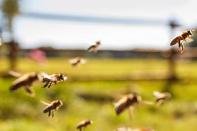 Loi biodiversité : les néonicotinoïdes en consultation publique. A vous de jouer !