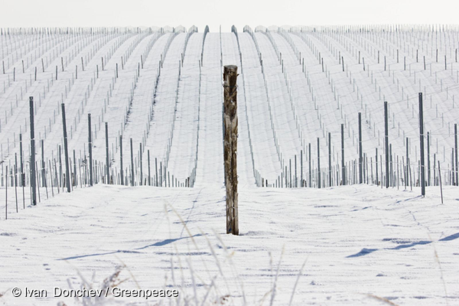 Deuxième volet des voyages de nos agriculteurs en Europe. Cette fois-ci, cap à l'Est pour quatre agriculteurs français. En Bulgarie, l'agriculture écologique tente de se faire une place au milieu d'une production très intensive et concentrée.