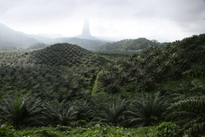 Menaces sur les forêts africaines