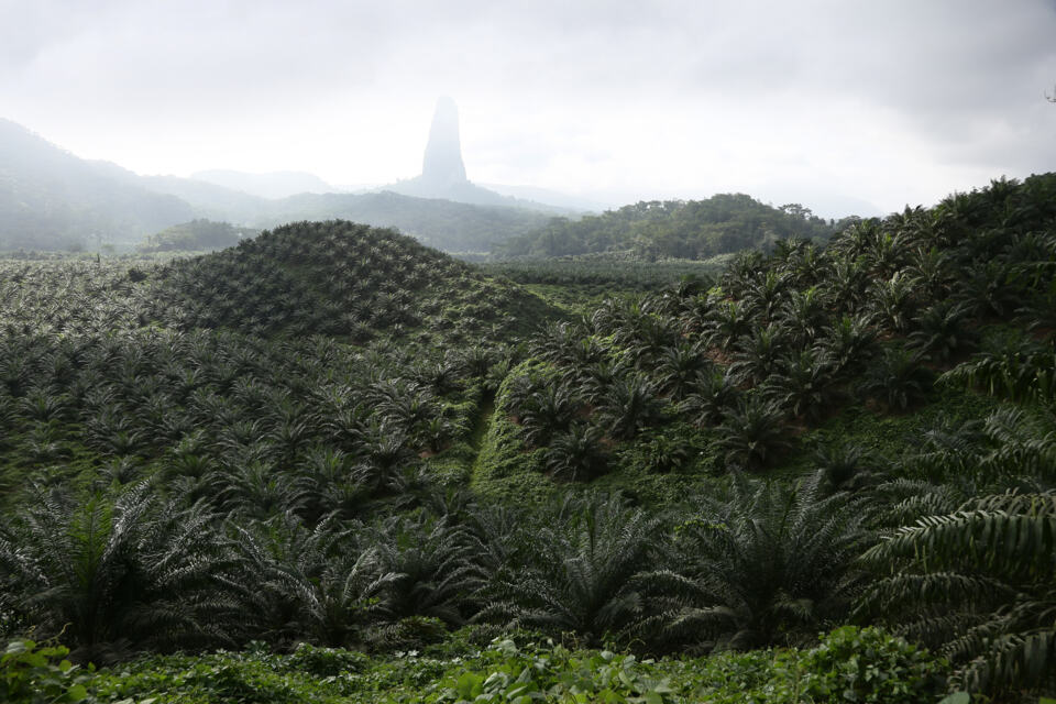 Protégeons les forêts tropicales du Bassin du Congo