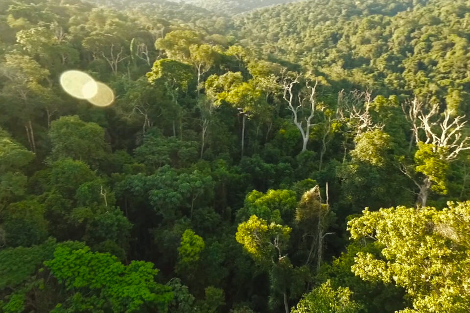 Objectif zéro déforestation