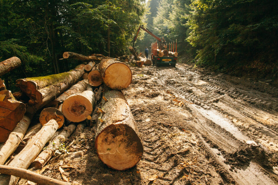 Dans le cadre de sa lutte contre la destruction des forêts, Greenpeace défend 