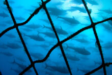 L’Iccat vote une réduction drastique des quotas de pêche. Le thon rouge peut respirer.