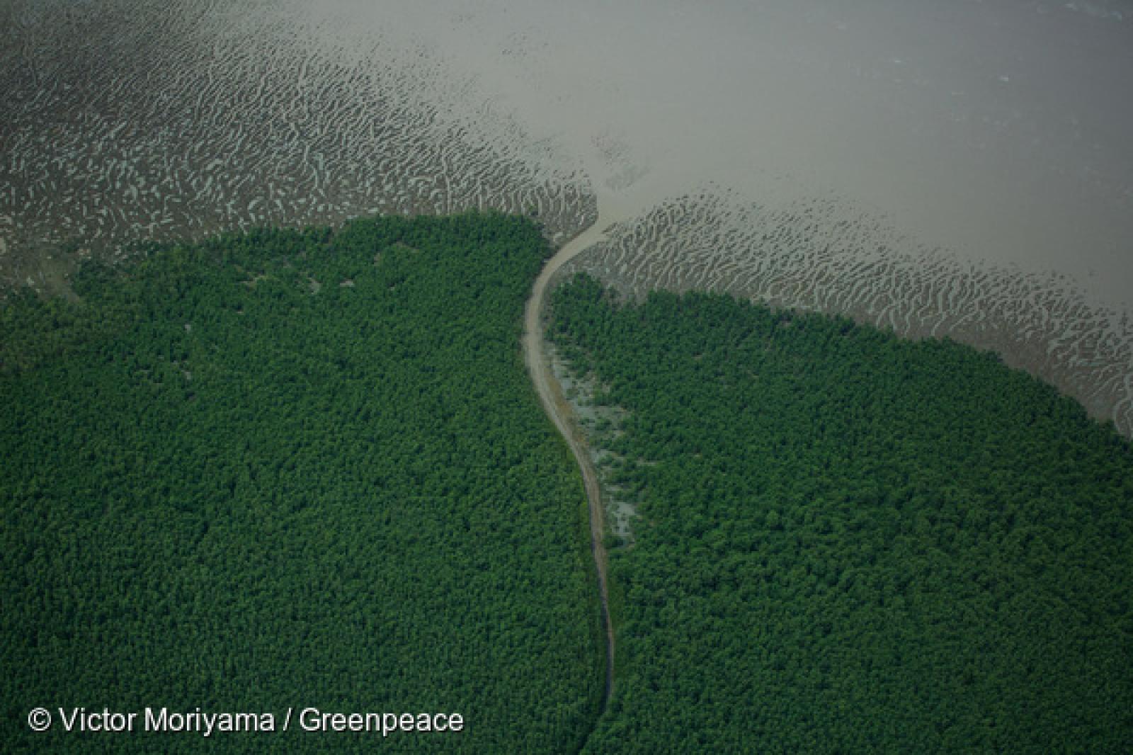 Après une dizaine de jours passés à bord de l'Esperanza pour documenter le récif de l'Amazone, mes recherches se poursuivent à terre, en Amazonie, pour explorer la biodiversité de la région et aller à la rencontre des communautés locales et des dirigeants de peuples autochtones. Première étape : le parc du Cabo Orange.