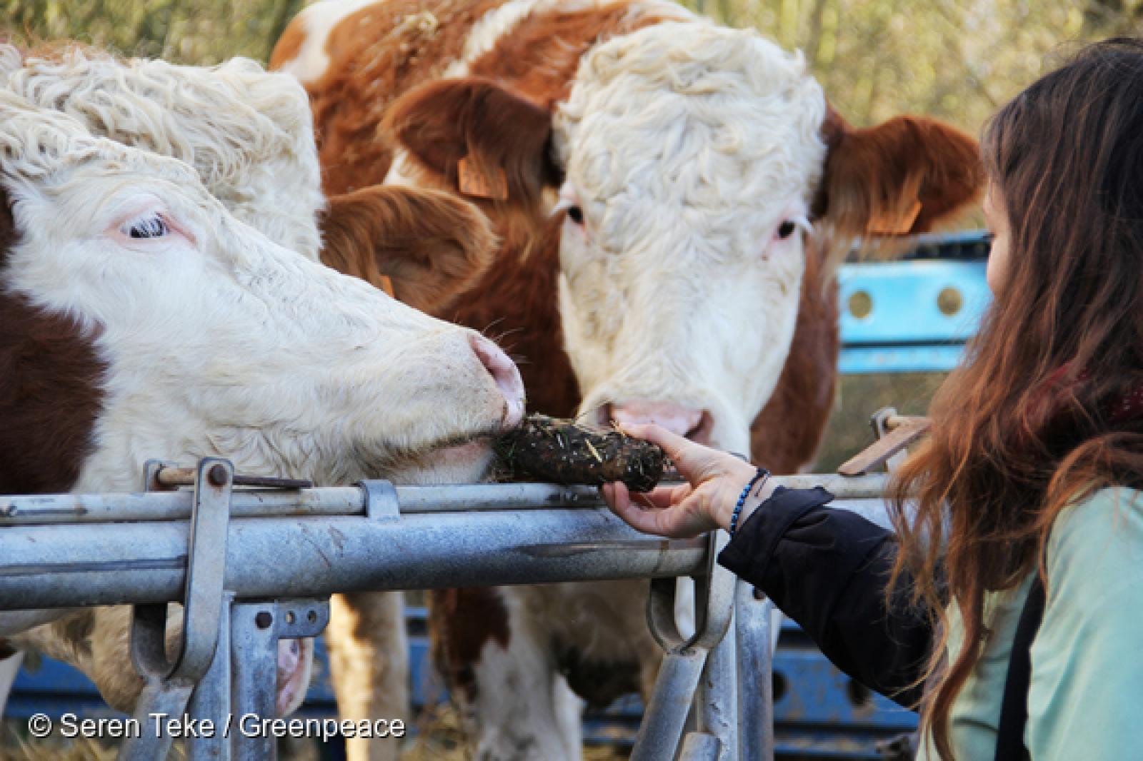 Le Salon de l'agriculture ouvre ses portes aujourd'hui. L'occasion pour toutes les organisations du monde agricole de faire valoir leur vision, pour le meilleur et pour le pire ! 

Nous en profitons pour vous proposer le décryptage d'un acteur clé du monde agricole : le réseau des Chambres d'agriculture. Qui sont-elles et que font-elles ? En quoi contribuent t-elles (ou non) au développement d'une agriculture écologique ?