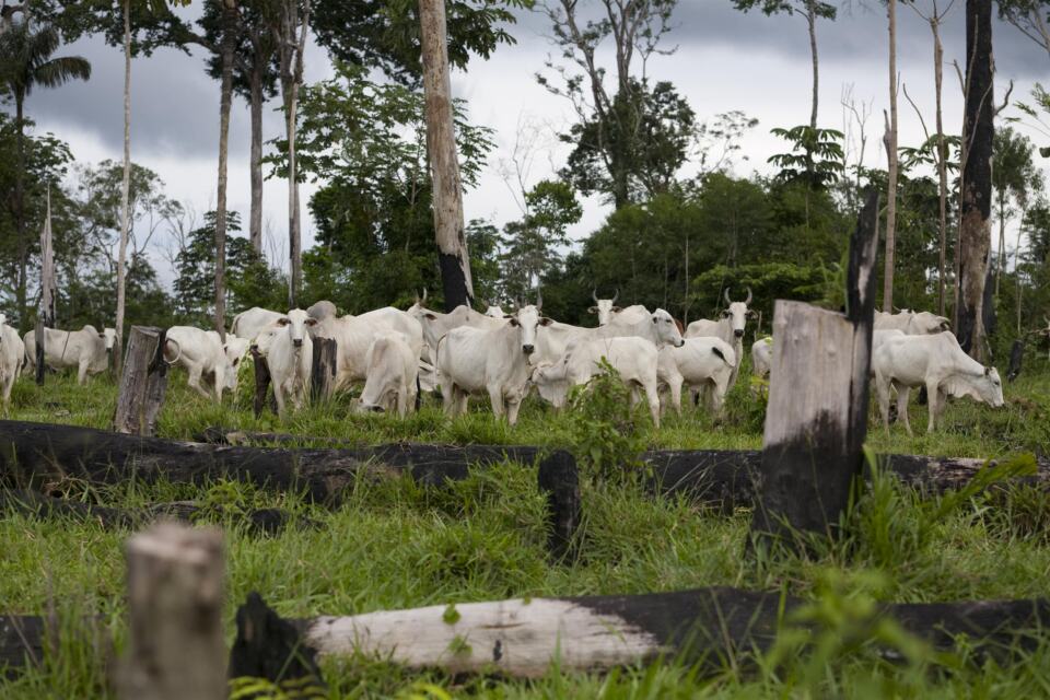 Hier, le gouvernement brésilien imposait à JBS, plus grand producteur de viande au monde, une amende de plus de 24 millions de Réals (soit plus de 6 millions d’euros) pour avoir acheté du bétail issu de zones illégalement déforestées en Amazonie. Greenpeace a immédiatement décidé de suspendre les négociations en cours avec cette entreprise. 