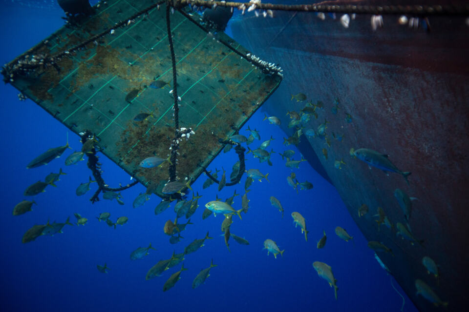 DCP : destruction, carnage, pillage
Utilisé principalement pour la pêche au t