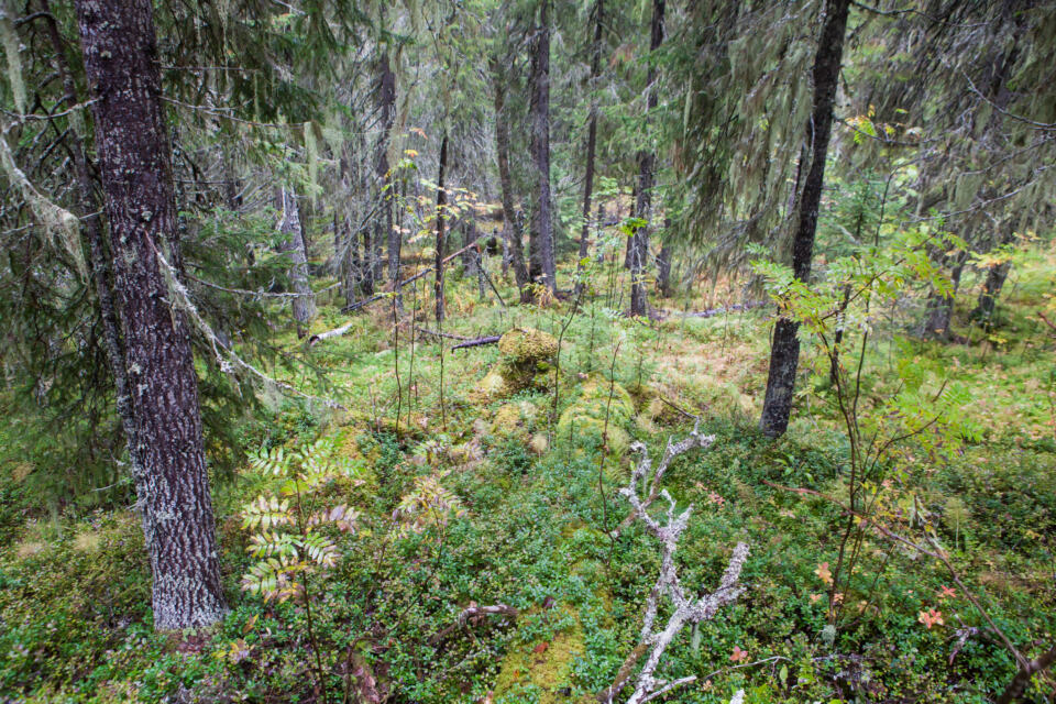 En 2001, Greenpeace lançait une campagne sur l’exploitation forestière en Russie, notamment dans l’optique de sauvegarder la forêt de Dvinsky. Après des années de campagne, Greenpeace et le WWF ont réussi à faire accepter aux entreprises d’exploitation forestière qu’une réserve naturelle de plus de 3000 km² soit créée dans la partie la plus centrale de la forêt.