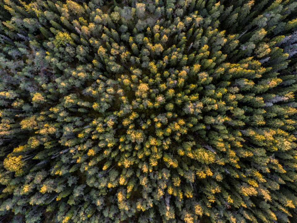 Les paysages de forêt boréale qui entourent la région subarctique, également connue sous le nom de forêts du Grand Nord, représentent environ un tiers de la surface forestière qui persiste sur la planète. Pourtant, seulement 2,8 % des forêts du Grand Nord sont officiellement protégées, contre 27 % des forêts tropicales et 11 % des forêts tempérées. 