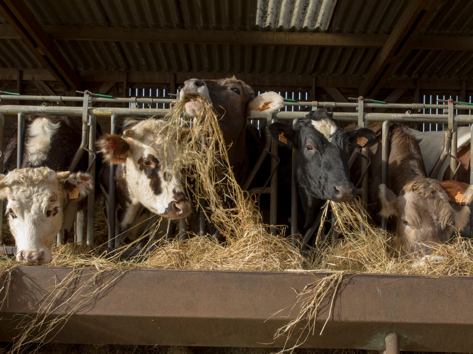 Imaginez une sorte de griffe, accrochée au plafond d'une grange, qui permettr