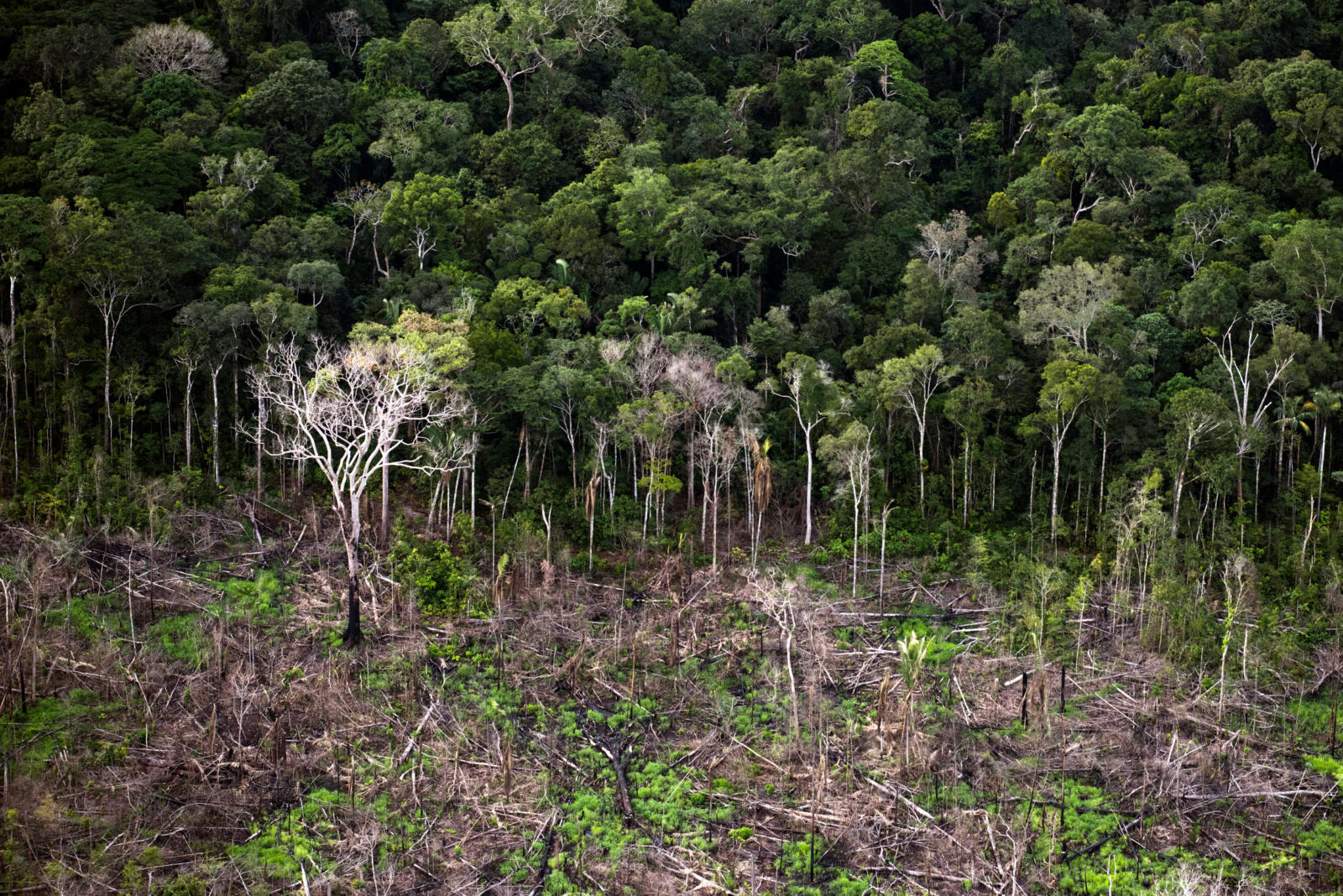 Alors que la déforestation a augmenté pour la deuxième année de suite en Amazonie et qu'il est plus que jamais urgent de prendre toutes les mesures pour préserver la plus grande forêt tropicale du monde, le gouvernement brésilien conduit par Michel Temer envisage aujourd'hui d'amputer d'un million d'hectares une aire protégée dans l'État d'Amazonas.