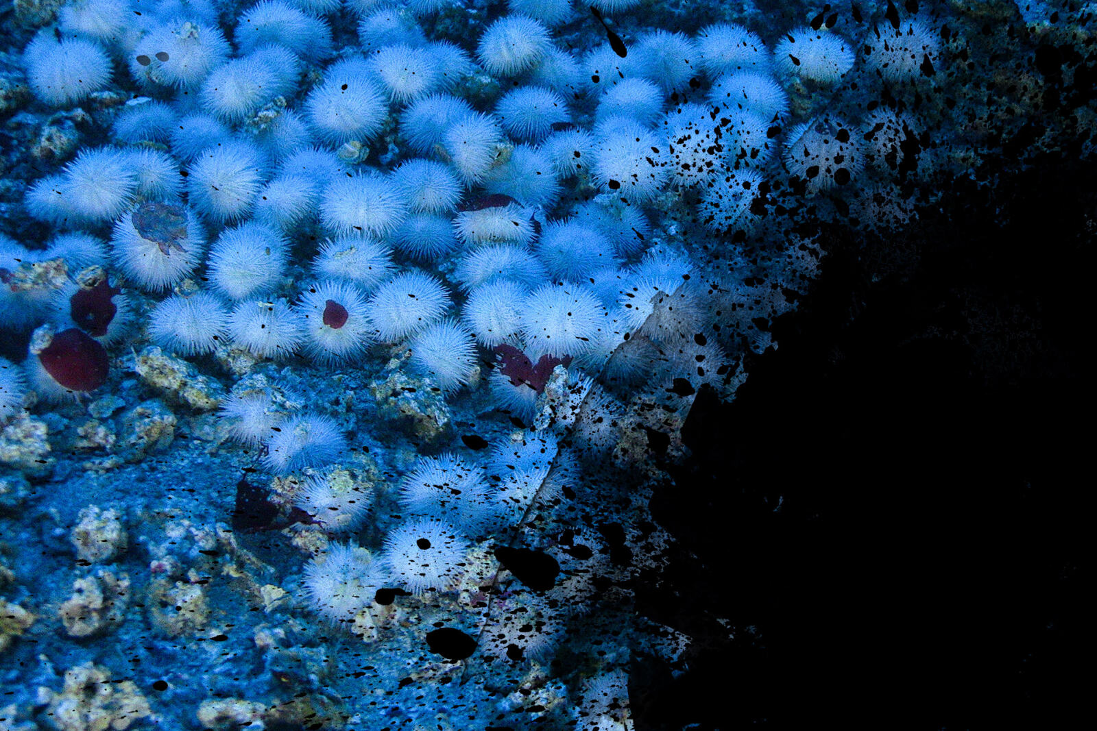 En début d'année, l'Esperanza se rendait à environ 250 kilomètres au lar