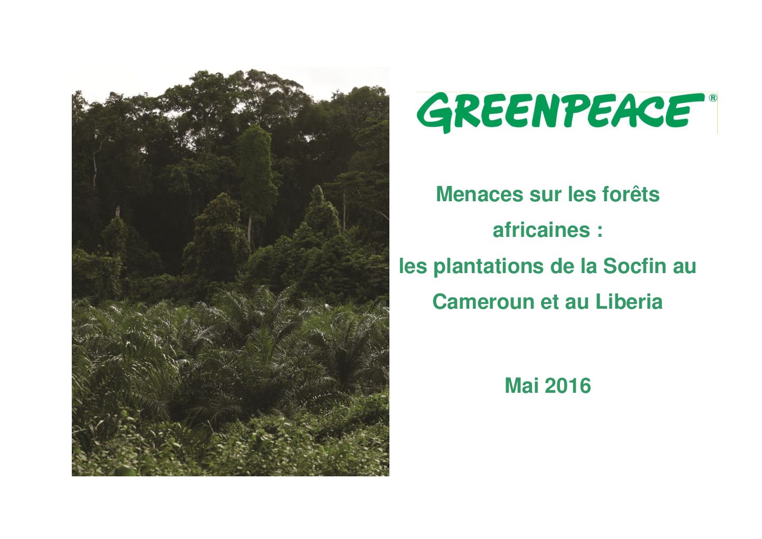 La SOCFIN menace les forêts au Libéria et au Cameroun