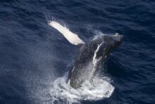 Création du Sanctuaire baleinier de l’océan Austral