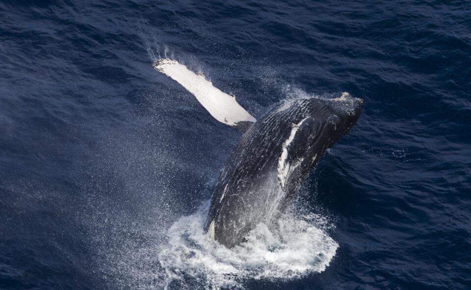  - A Humpback whale breaks the surface as it heads south to Antarctica for the summer.