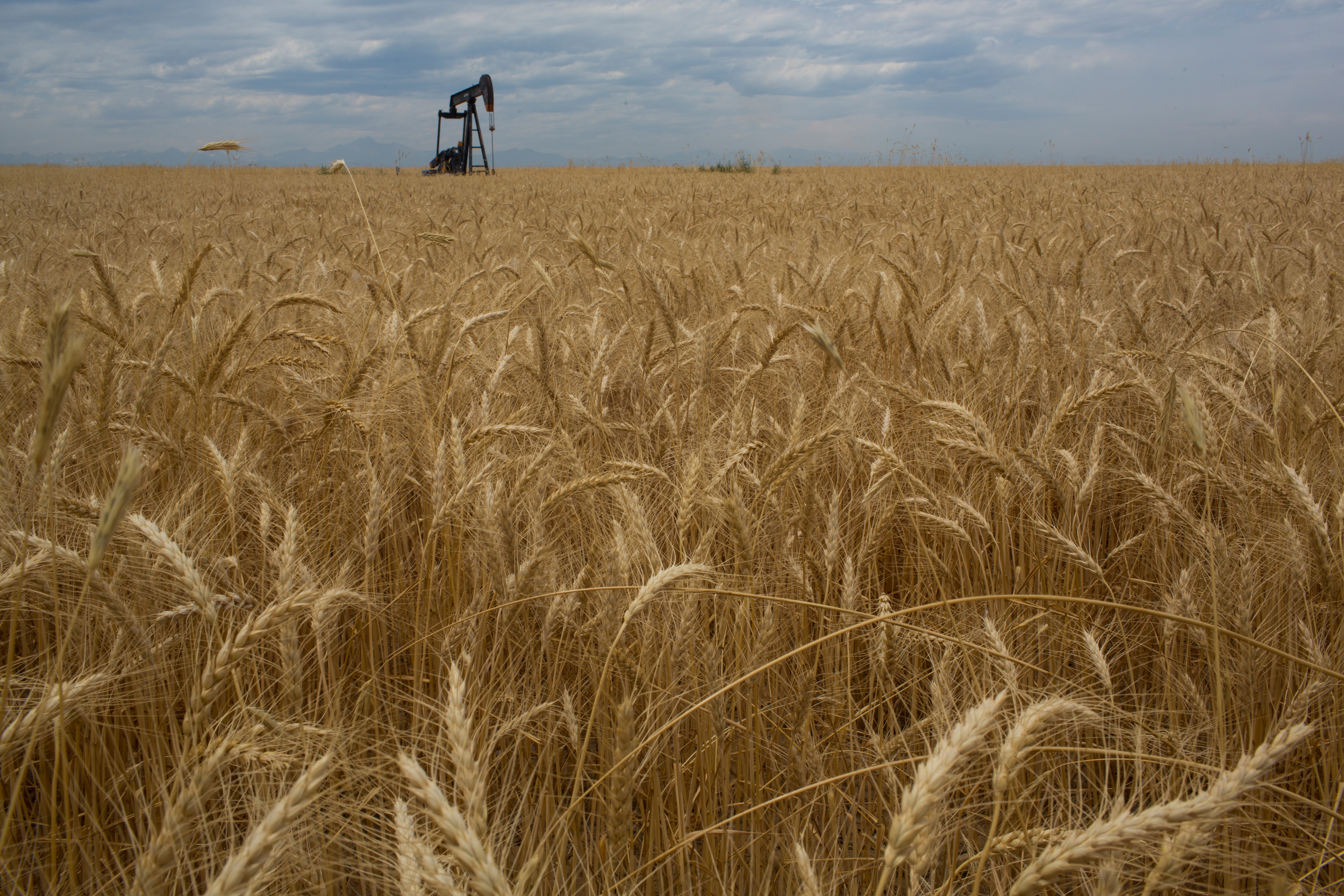 Le blé, aussi populaire que toxique - Greenpeace France