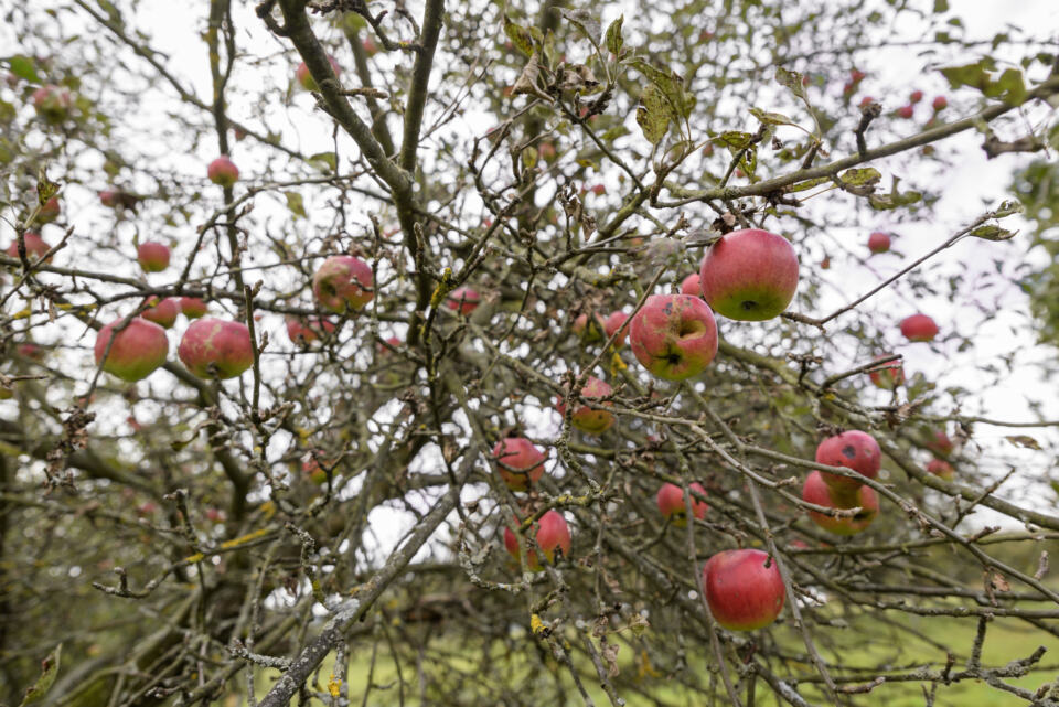 En juin 2015, l’Association Nationale Pommes Poires (ANPP) avait mis en demeur